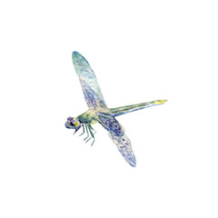 Watercolor hand drawn illustration of blue dragonfly. Isolated element on white background.