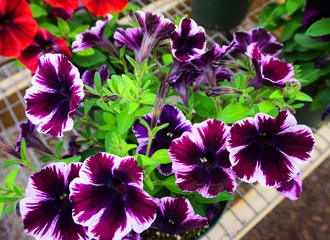 Petunias