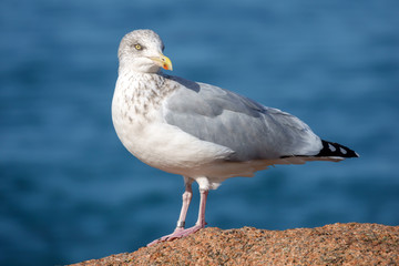 Fototapeta premium Möve