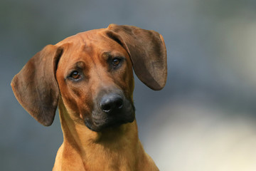 Portrait von einem Rhodesian Ridgeback vor blauem Hintergrund