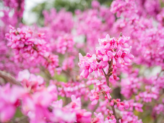 Obraz premium Blooming Cercis chinensis or the Chinese redbud. Natural spring background with sun shining through pink beautiful flowers.