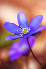 Blue flowers of Hepatica Nobilis close-up. Flowers on a forest floor on sunny afternoon