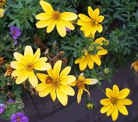 Fototapeta premium Yellow Flowers