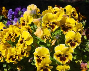 Pansies