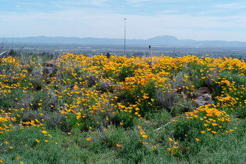 Poppy Field Overlooking Distant Mountains in the Southwest Desert