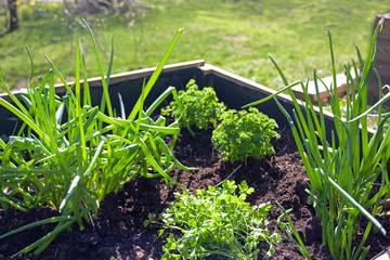 Raised wooden herbs bed with parsley and onions in in a country garden