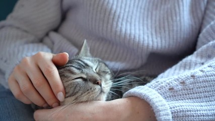 Cozy home atmosphere with british cat lying in legs. Girl stroking a cat. Spending time at home. - Powered by Adobe