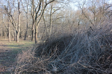 Big pile of cut tree branches in the park. Spring cleaning of the park. Sanitary pruning trees....