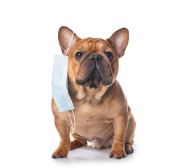 french bulldog in medical mask on a white isolated background - 332520650