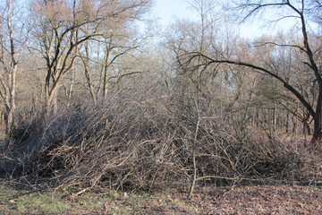 Big pile of cut tree branches in the park. Spring cleaning of the park. Sanitary pruning trees....