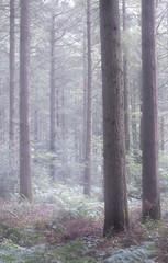 Obraz premium misty woodland in cornwall england uk 