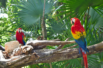 A couple of Scarlet macaw parrots or Ara macao	