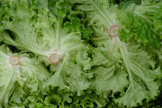 Batavia-Salat Images – Browse 2 Stock Photos, Vectors, and Video ...