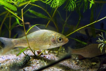 juvenile individual of prussian carp or gibel carp, wide-spread and very common freshwater fish...