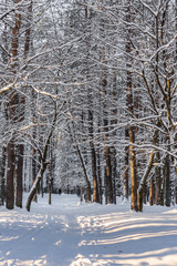 forest in winter