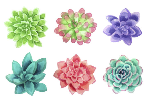 Watercolor set of succulents isolated on white.