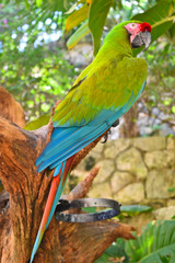 Beautiful great green macaw parrot or Ara ambiguus in Mexico