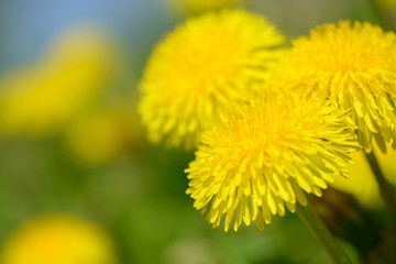 Yellow dandelion flowers (Taraxacum officinale). Dandelions field background on spring sunny day. Blooming dandelion. Medicinal wild herb.