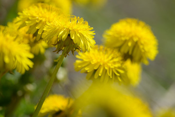 Yellow dandelion flowers (Taraxacum officinale). Dandelions field background on spring sunny day. Blooming dandelion. Medicinal wild herb.