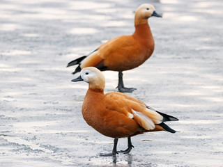 Ruddy shelduck tadorna ferruginea female and male pair standing on ice on frozen pond. Cute bright orange duck in wildlife.