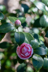 Blooming pink camellia japonica Horto loureiro