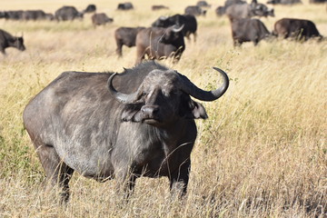 African buffalo in Serengeti National Park, Tanzania