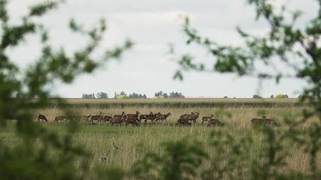 Big herd of deer grazing and walking in the tall grass with bushes in the foreground 