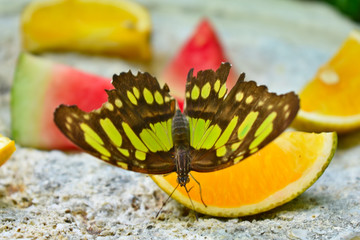 Green malachite feeding from an orange