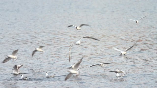 seagulls in delta vacaresti