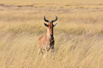 Fototapeta premium Hartebeest in Serengeti National Park, Tanzania