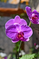 Moon Orchid or Phalaenopsis amabilis