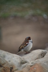 sparrow on fence