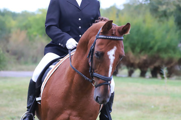 Portrait of chestnut colored dressage horse under saddle