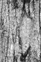 Nature, bark, and wood textures of the Appalachian Mountains.