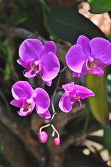 Moon Orchid or Phalaenopsis amabilis