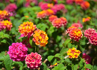 Lantana camara or Tickberry, Umbelanterna tropical flowers in the garden.Floral background with copy space.Selective focus.