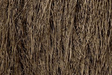 Dry grass texture background. Abstract nature backdrop, gray colors, space for text.