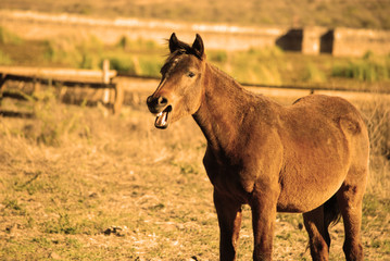 portrait of a horse