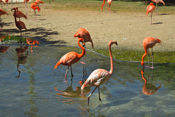 Pink Flamingos in the Caribbean, Phoenicopterus ruber