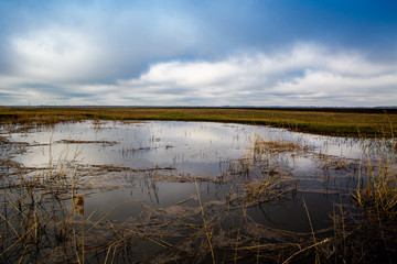 flooded spring meadow