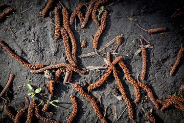 fallen alder earrings on the ground in spring