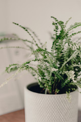 Home plants in ceramic pots. Home jungles. Refresh the air. Green life. White ceramic pot. Home interior design. White and brown colors. Humidifier in the living room. Fresh air in apartment.