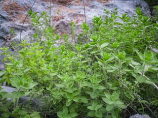 Wild oregano grows in the mountains. Raw green Oregano in field. Greek natural herb oregano. Green and fresh oregano flowers. Aromatic culinary herbs.