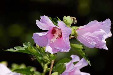 beautiful flowers in the wild