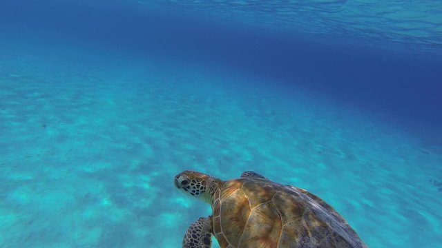 Beautiful green sea turtle gently swims and then turns towards the camera