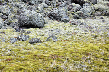 Fototapeta premium Textures and colors of Iceland.