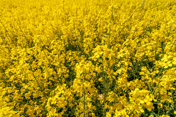 Golden field of flowering rapeseed with blue sky