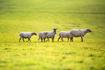 Obraz na płótnie Canvas sheep on green meadow during morning light