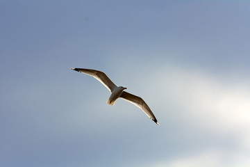  Albatross hunting in the sky