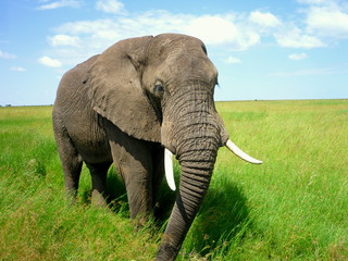 Elefant im Serengeti-Nationalpark